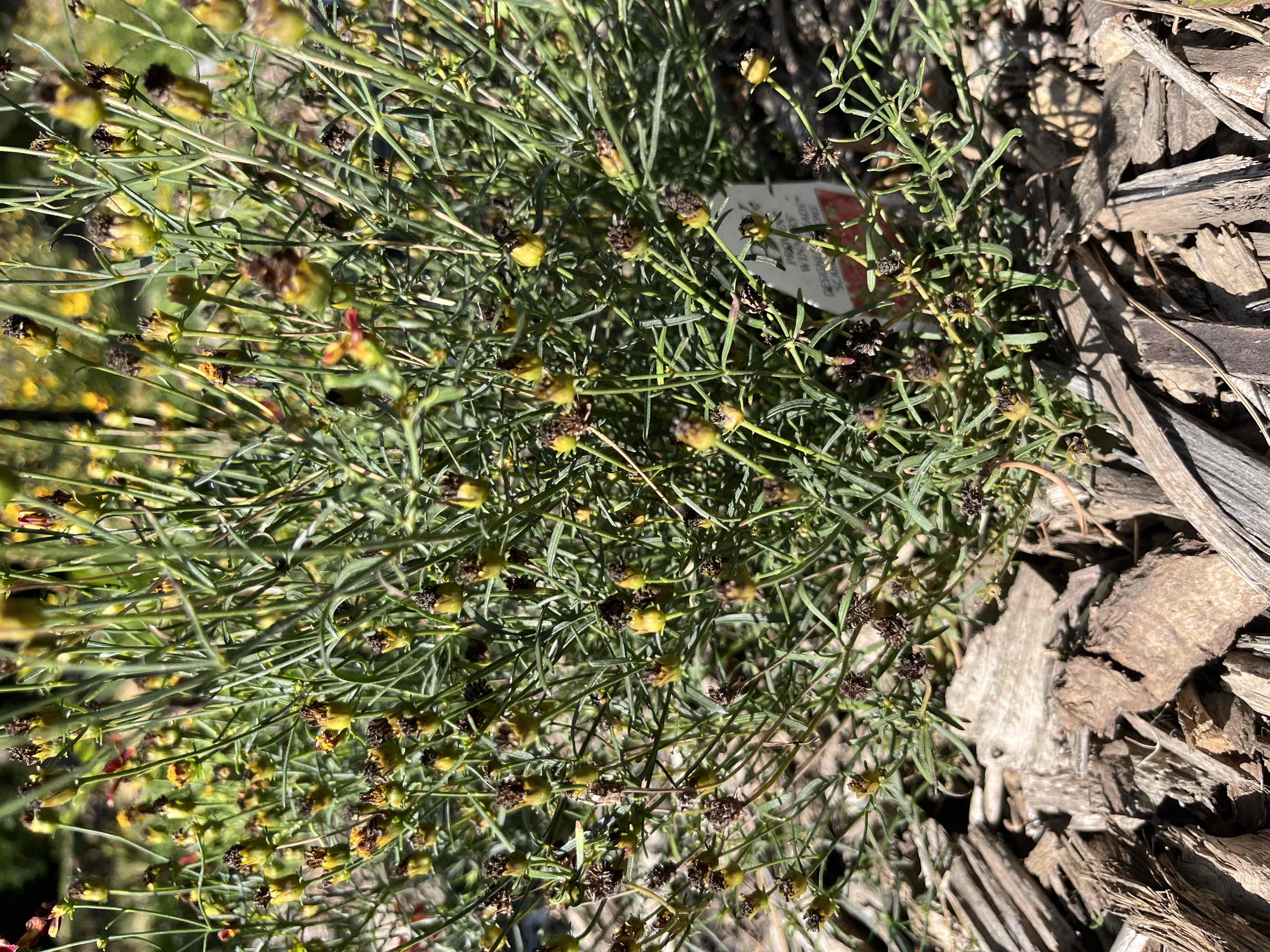 <p><span>Coreopsis verticillata</span></p><p><span>Threadleaf Coreopsis</span></p>