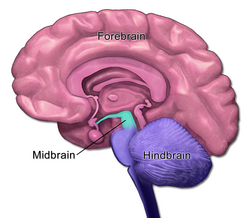 <p>Found a top the brain stem; connects the hindbrain with the forebrain, controls some motor movement and transmits its auditory and visual information</p>