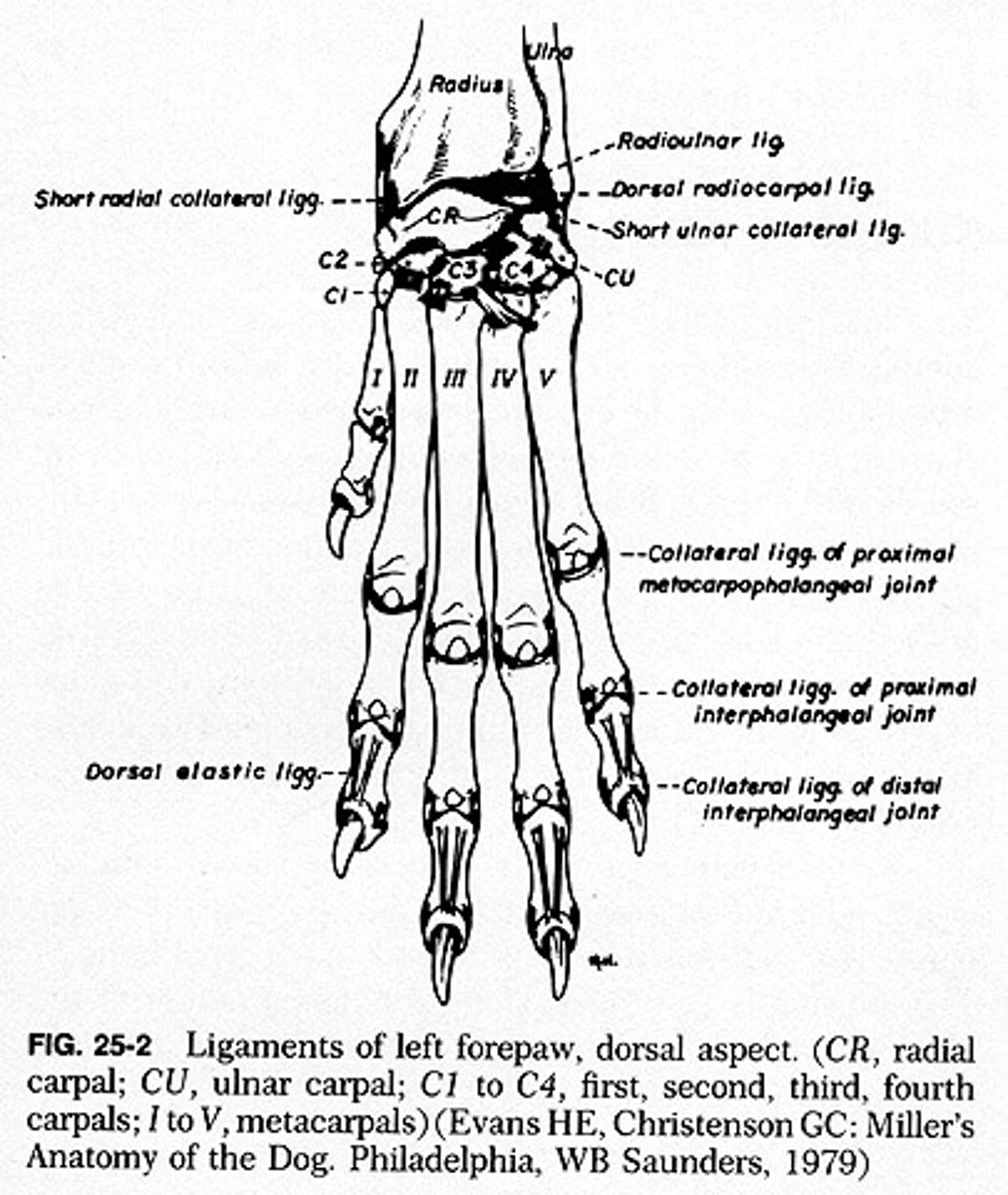 <p>digits, numbered 1-5 medial to lateral. proximal, middle, and distal sections</p>