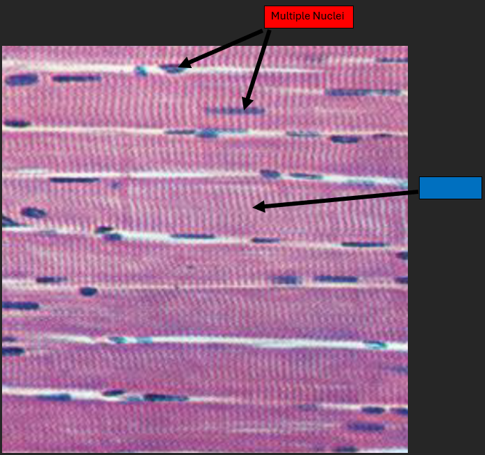 <p>Multiple nuclei</p>
