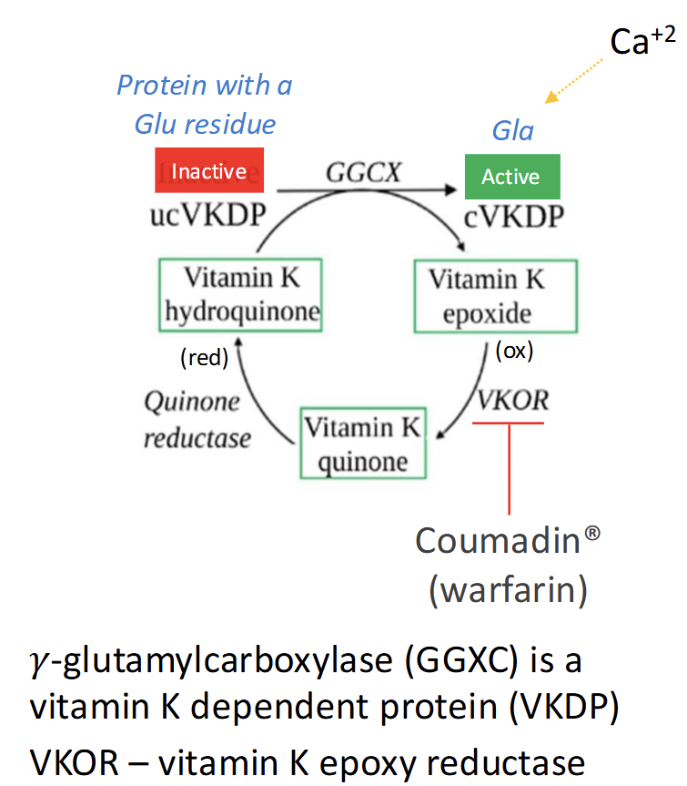 <p>Explain this cycle</p>