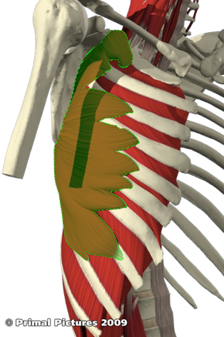 <p>Origin: external surfaces of the upper eight (nine or ten) ribs and intercostal fascia</p><p>Insertion: costal surface of the medial border of the scapula</p><p>Action: protracts scapula</p>