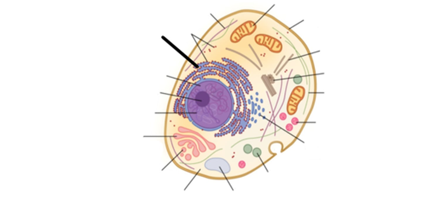 <p>This structure has ribosomes and is the site of protein synthesis.</p>