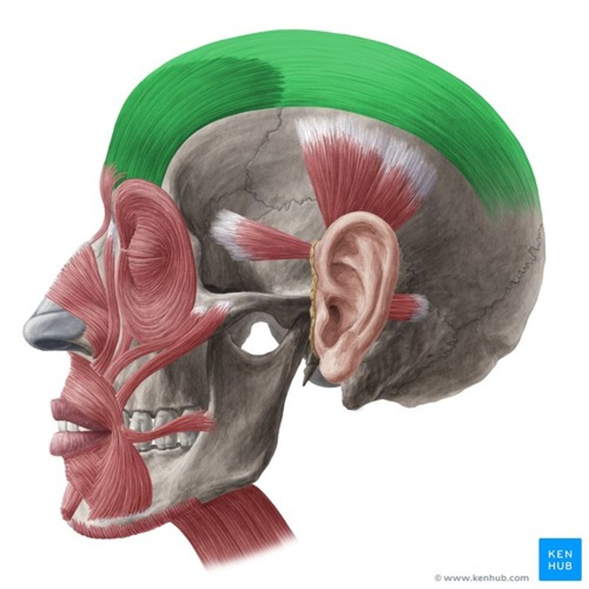 <p>Funktion: lyfter ögonbrynen, mimik förvåning eller uppmärksamhet.</p>