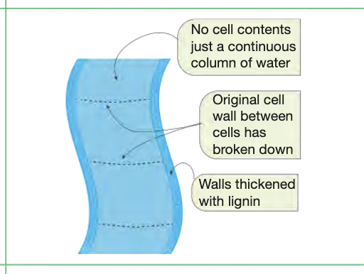 <ul><li><p>vascular tissue system</p></li><li><p>very long hollow tubes consisting of dead cells</p></li><li><p>arranged end to end, have no cell walls between cells, form continouos tube that water can move through</p></li><li><p>tough walls, contian woody material (ligning) that thickens vessels</p></li><li><p>thick walls are impermeable to water so cant leak</p></li><li><p>lignin deposited in spiral-shape to allow it to remain flexible </p></li></ul><p></p>
