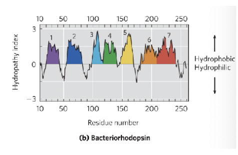 <p>Graph of hydrophobicity vs amino acid position; predicts membrane spanning segment</p><ul><li><p>X axis represents the amino acid sequences</p></li><li><p>Y axis represents hydrophobicity (positive values indicate hydrophobic regions and negative values indicate hydrophilic regions) </p></li></ul><p>By analyzing peaks and valleys, you can identify potential membrane spanning domains (such as if the graph shows a region with hydrophobic and hydrophilic areas we can interpret this as a possible transmembrane protein) </p>