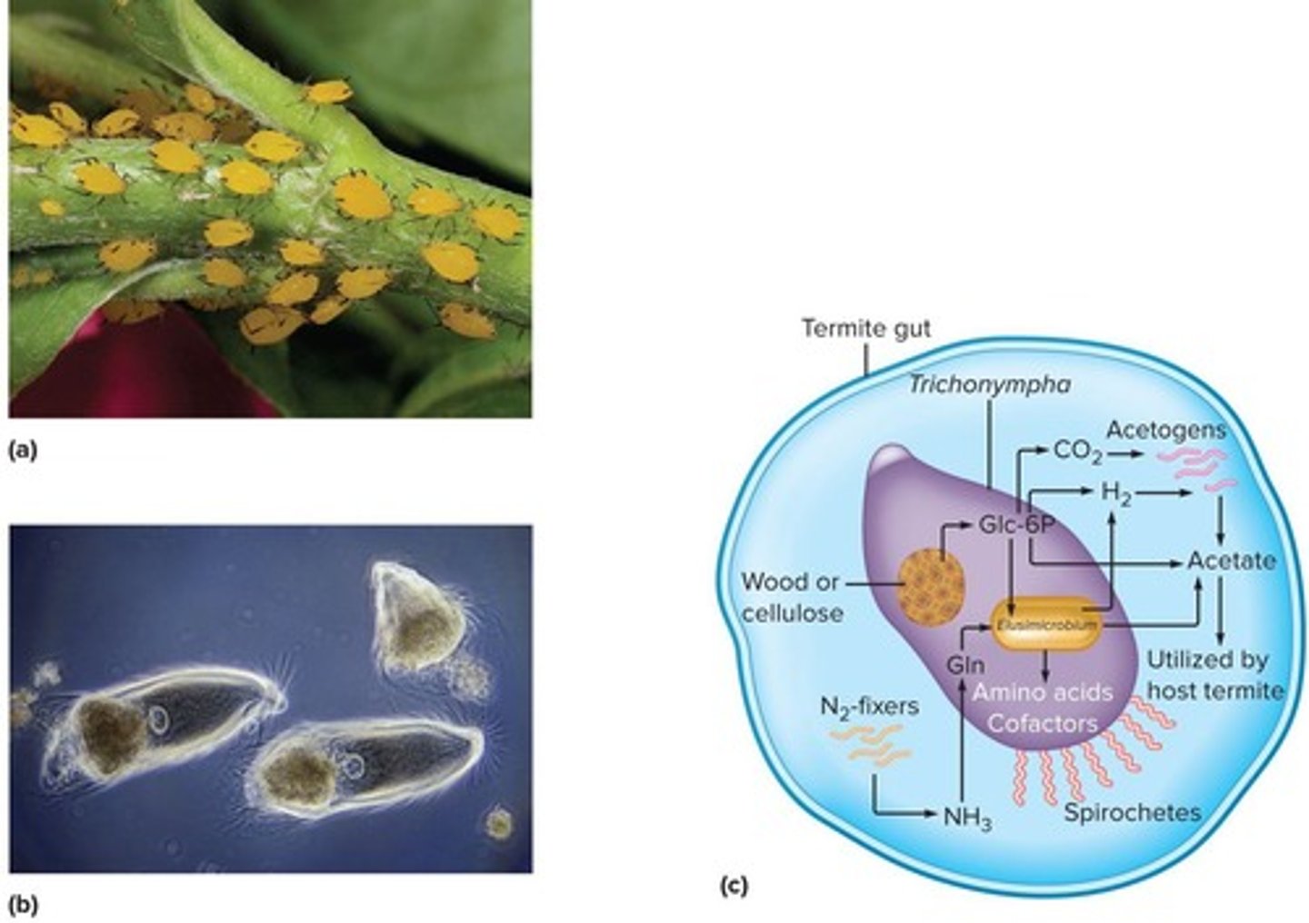<p>Bacteria provides aphids the 10 essential amino acids absent from their sap diet; inability of these organisms to grow separately indicates co-evolution.</p>