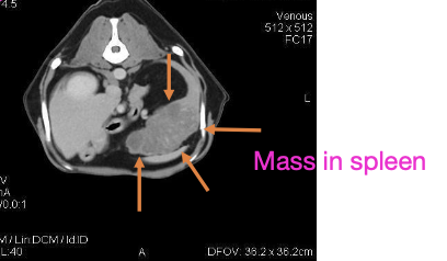 <p>-routine lab work (CBC, chem, UA)</p><p>-imaging</p><p>-FNA or biopsy of regional lymph node</p>