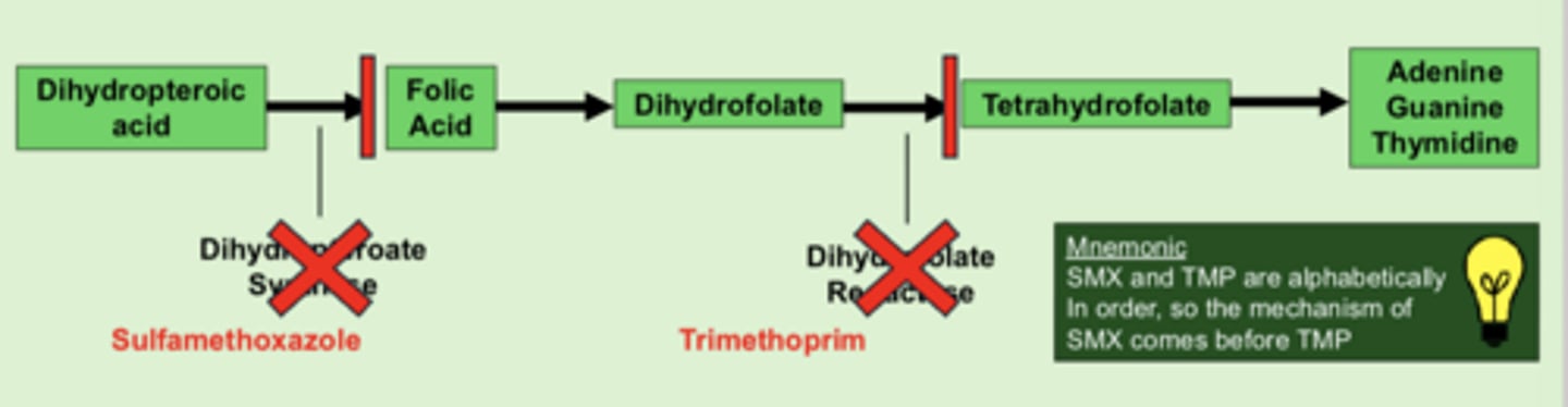 <p>- SMX inhibits dihydropteroate synthase --> blocks formation of folic acid</p><p>- TMP inhibits dihydrofolate reductase --> blocks formation of tetrahydrofolate</p><p>- ultimate result is blocking DNA production</p><p>- bacetricidal, time-dependent</p>