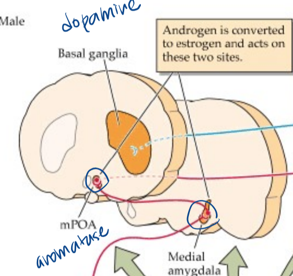 <p>medial preoptic area (mPOA) and medial amygdala</p>