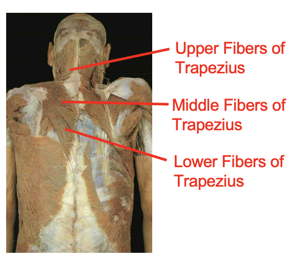 <p>Trapezius</p><p></p><p>origin</p><ul><li><p>occipital proturberance</p></li><li><p>ligament nuchae</p></li><li><p>spinous process fo c7-t12</p></li></ul><p>insertation</p><ul><li><p>upper- lateral calvical</p></li><li><p>middle - spine of scapula</p></li><li><p>lower fivers - root of the spine scapula</p></li></ul><img src="https://knowt-user-attachments.s3.amazonaws.com/2a9149fd-f6d1-4fe9-bd6a-8b47fad64d48.png" data-width="100%" data-align="center"><p></p>