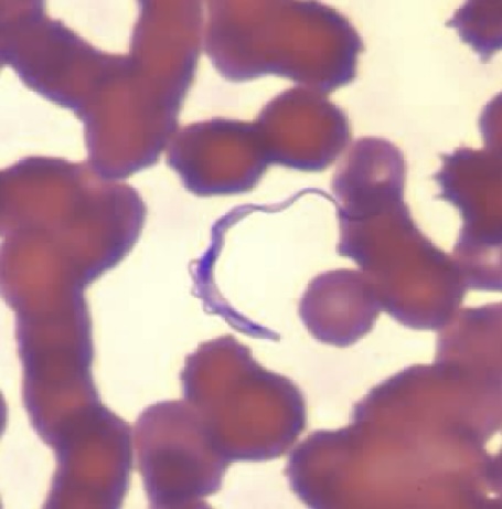 <p>Identify: Protozoa</p>