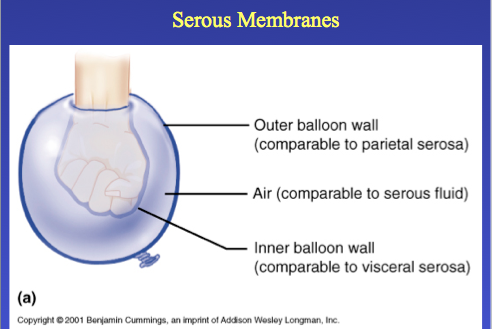 <p>It lines the walls of the cavity</p>