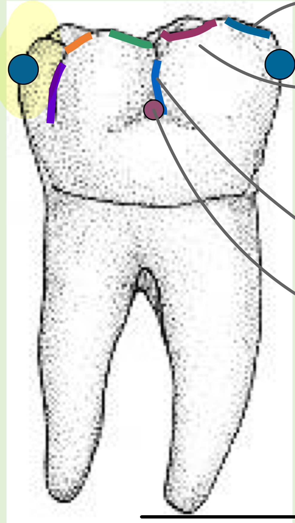 <p>Name the tooth and hi-lighted portions</p>
