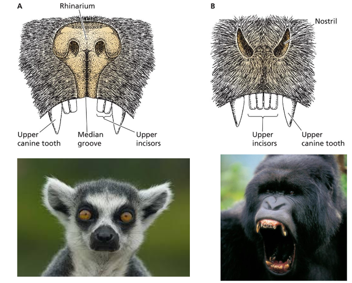 <p>B is a species from Primate suborder _________________</p>