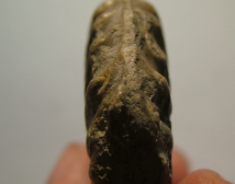 <p>Cephalopods, Oxytropidoceras</p>