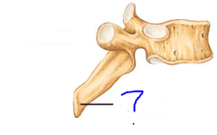 <p>Projections that are sites of muscle &amp; ligament attachment</p><ul><li><p>Any bony prominence</p></li></ul>