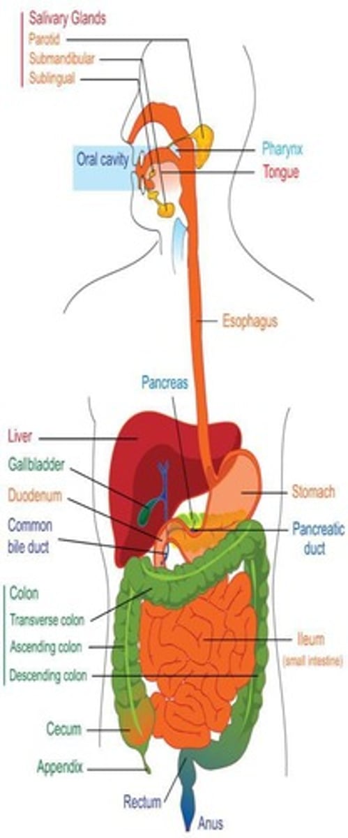 <p>1. Ingestion: selective intake of food. </p><p>2. Digestion: mechanical and chemical breakdown of food. </p><p>3. Absorption: uptake of nutrient molecules into epithelial cells and then into blood and lymph. </p><p>4. Compaction: absorbing water and consolidating indigestible residue into feces. </p><p>5. Defecation: elimination of feces.</p>