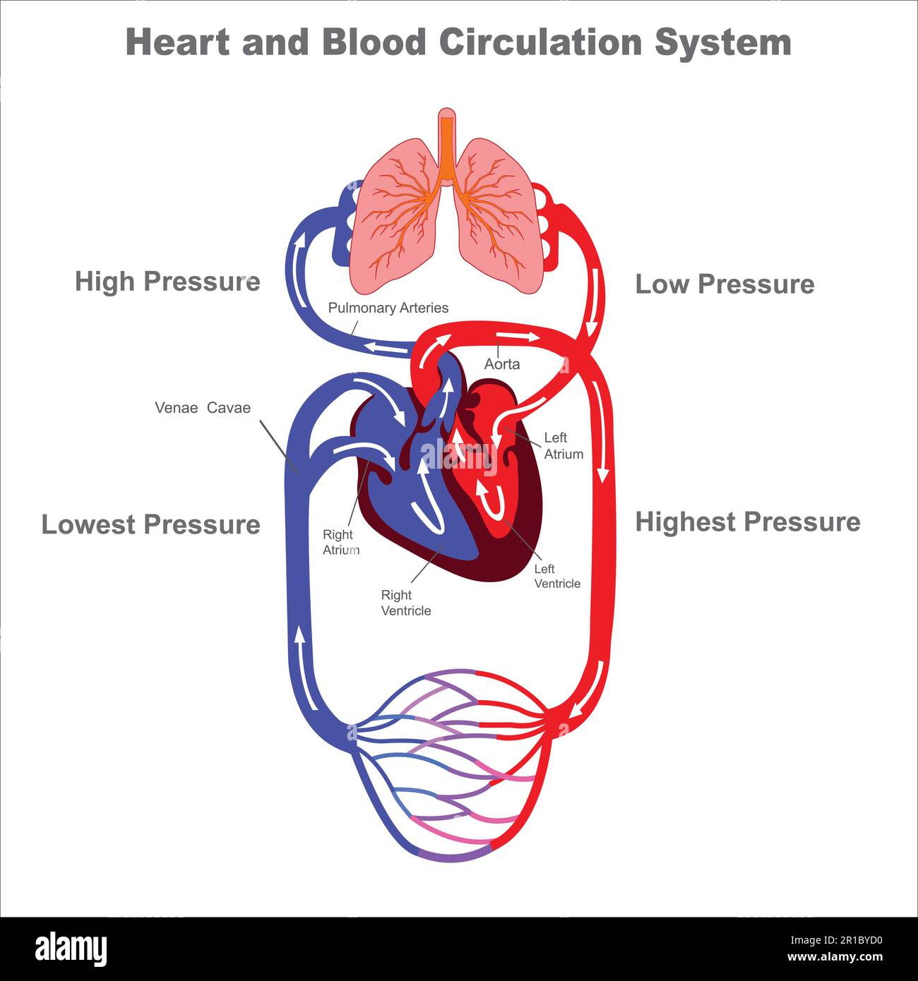 <p>Label the Circulatory System</p>