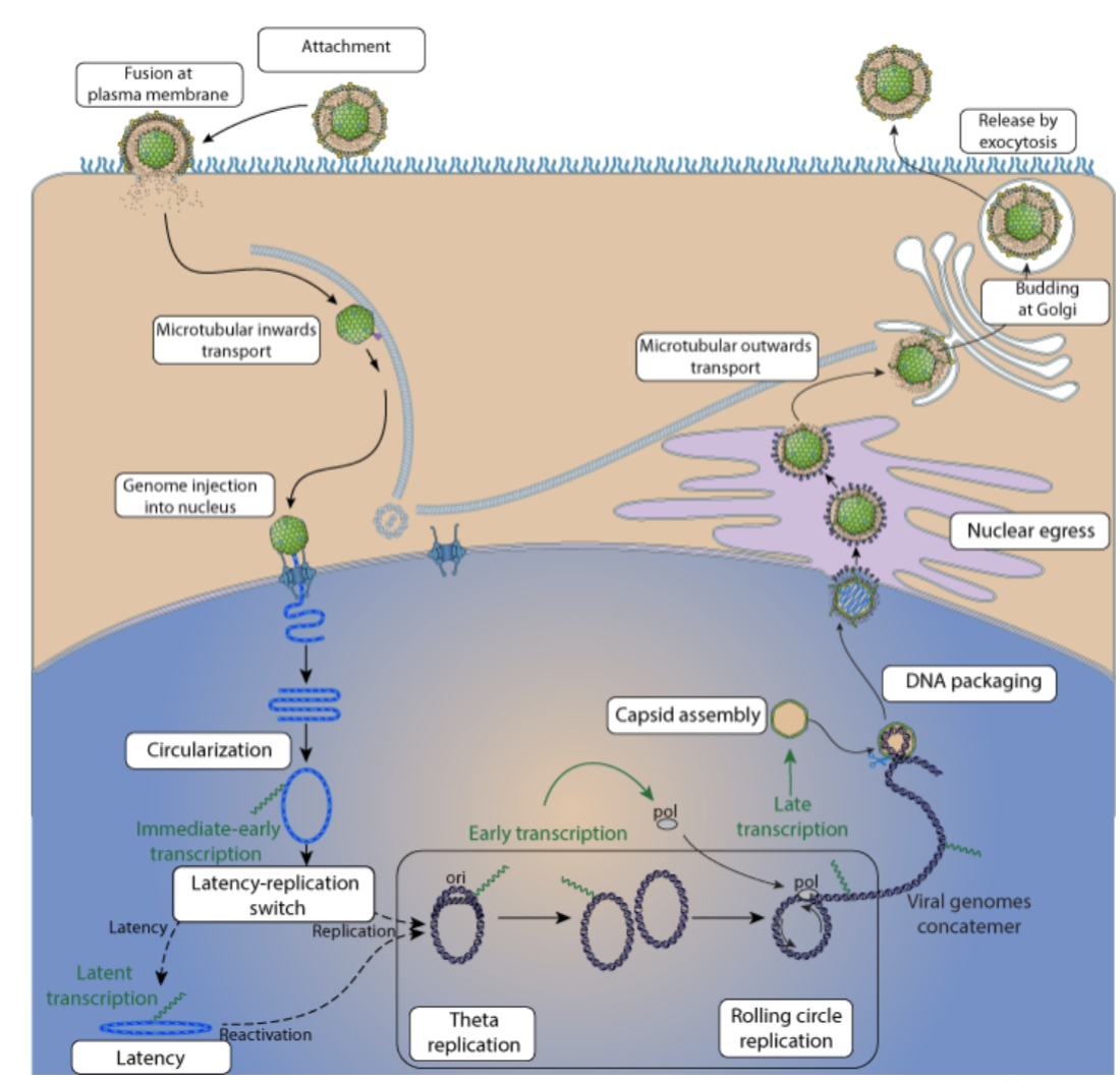 <p>attachment</p><p>fusion</p><p>microtubular inwards transport</p><p>genome injection into nucleus</p><p>circularization</p><p>latency replication switch</p><p>latency </p><p>OR</p><p>theta replication</p><p>Rolling circle replication</p><p>Capsid assembly</p><p>DNA packaging</p><p>nuclear egress</p><p>microtubular transport outwards</p><p>budding at golgi</p><p>release by exocytosis</p>