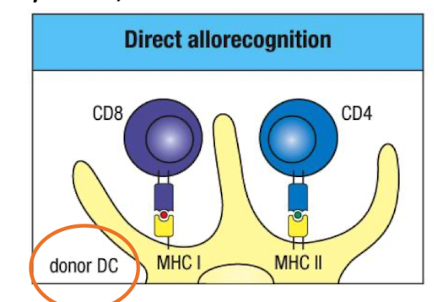 <p>Recipient T cells directly recognise <strong>intact donor MHC molecules</strong> <strong><u>without processing</u> by donor APCs </strong><span style="color: green;"><span>i.e. DC</span></span></p><ul><li><p>Organ graft contains donor APCs which stimulate a response</p></li><li><p><strong>Leave transplanted tissue and migrate from the graft to lymph nodes</strong><span style="color: red;"><strong><span> → T cell activation</span></strong></span></p></li><li><p>Drives <strong>acute, early rejection</strong>.</p></li></ul><img src="https://knowt-user-attachments.s3.amazonaws.com/e5e5c4ac-17a0-4e1c-8ff5-e4c7b5cf988a.png" data-width="100%" data-align="center"><p></p>