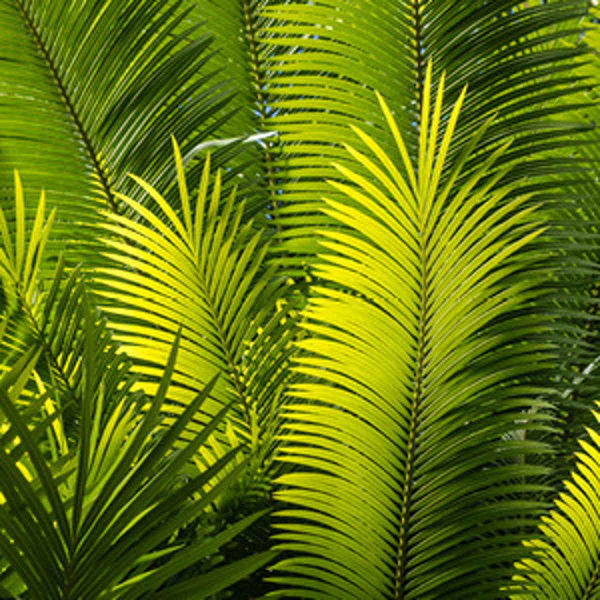 <p>(adj) Marked by richness of growth, especially of vegetation.</p>