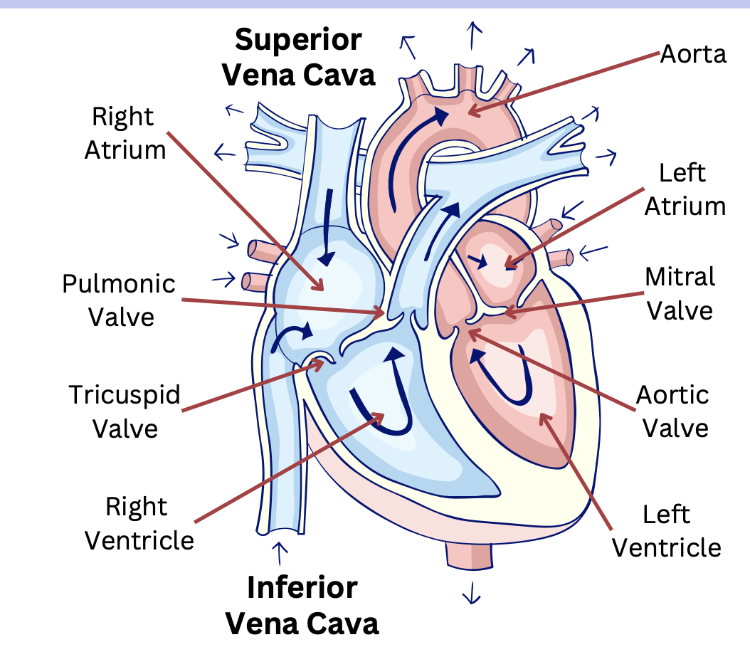 <ol><li><p>Superior and inferior vena cava</p></li><li><p>Right atrium</p></li><li><p>Tricuspid valve</p></li><li><p>Right ventricle </p></li><li><p>Pulmonic valve</p></li><li><p>Pulmonary arteries(*blood receives oxygen)</p></li><li><p>Lungs </p></li><li><p>Pulmonary veins </p></li><li><p>Left atrium </p></li><li><p>Bicuspid valve </p></li><li><p>Left ventricle </p></li><li><p>Aortic valve </p></li><li><p>Aorta </p></li></ol><p></p>