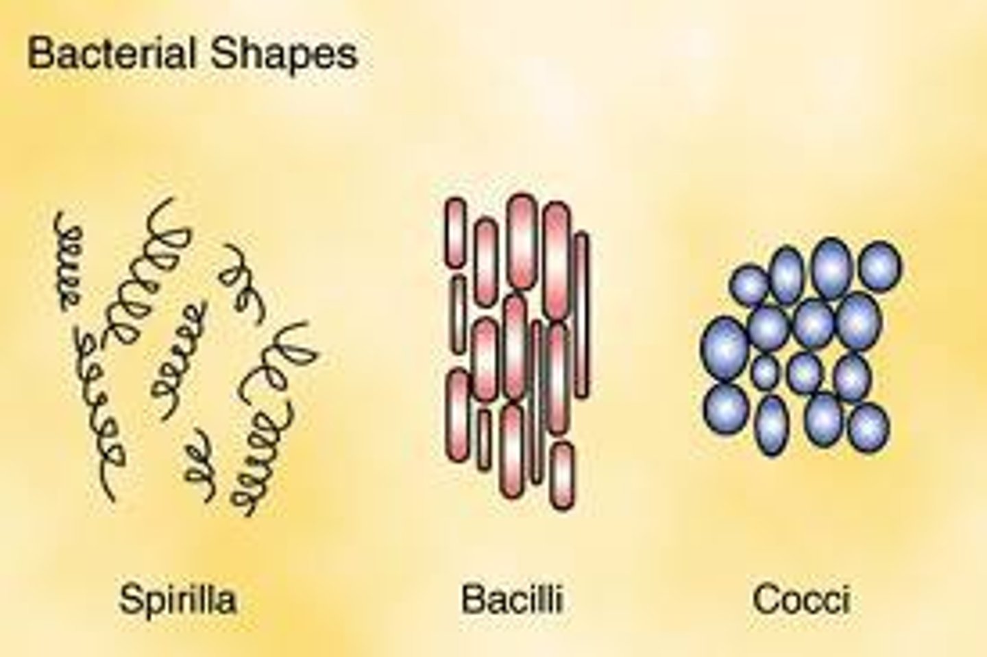 <p>Cocci are sperically shaped.</p><p>Bacillus are rod-shaped.</p><p>Spirilla are long and skinny squiggles.</p>