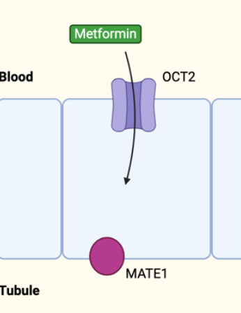 <ul><li><p>OCT 2&amp;3- Basolateral ( blood → tubule cell )</p></li><li><p>OCT1 -primarily found in the liver but some are seen in the kidney</p></li></ul><p></p>