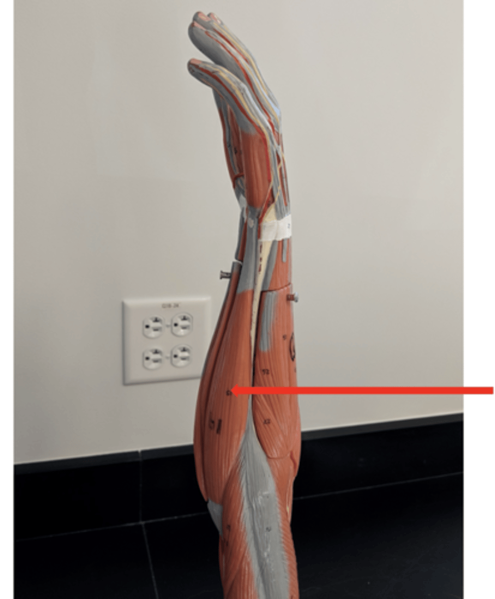 <p>what is this?</p>