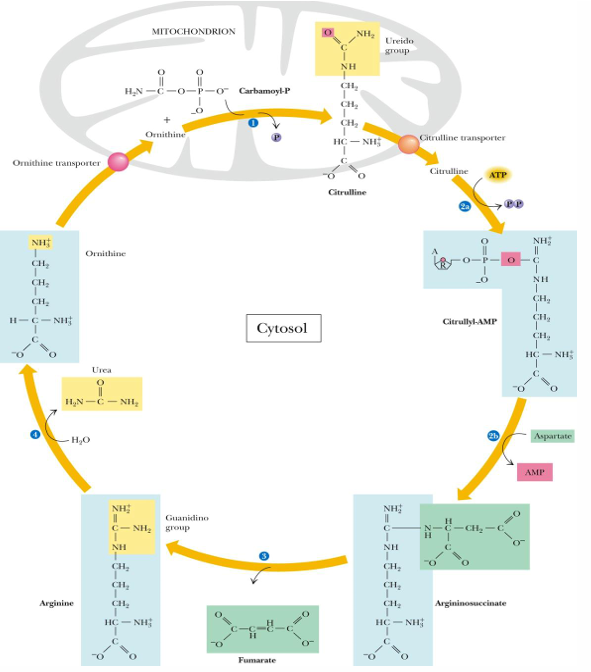 <p>some in mitochondria and most in the cytosol</p><ul><li><p>mitochondria is prep and 1 </p></li><li><p>citosol is step 2-4</p></li></ul><p></p>