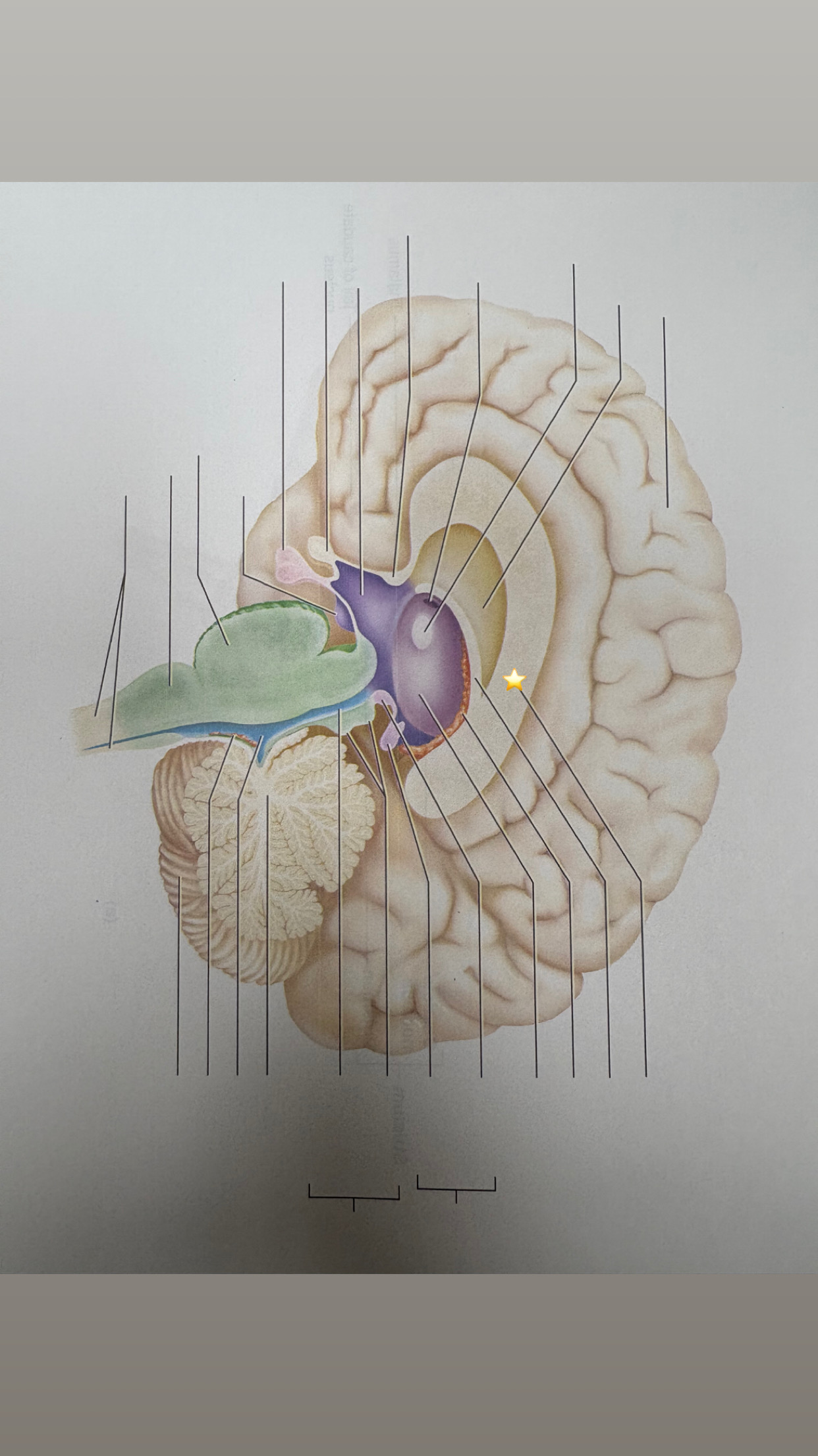 <p>name the starred structure</p>
