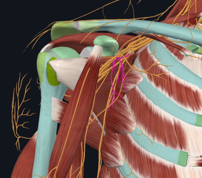 <p>What nerve is this</p>