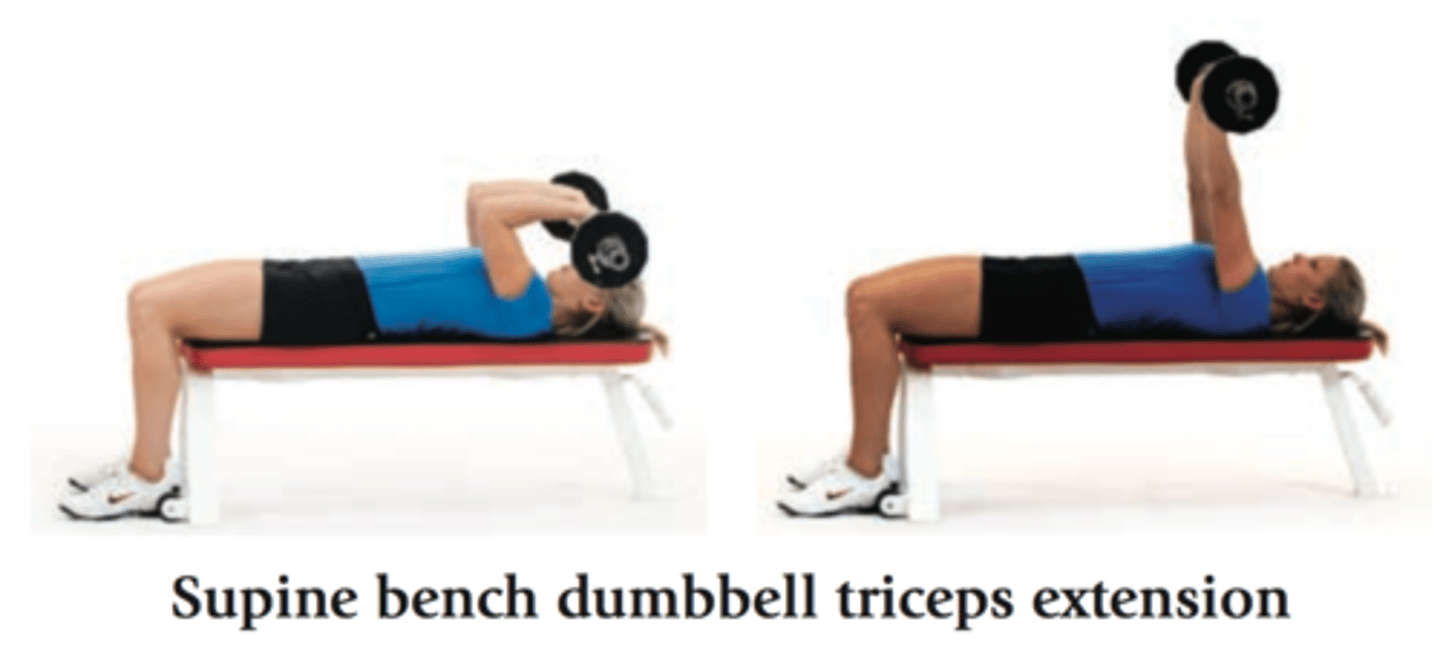 <p>Triceps</p>