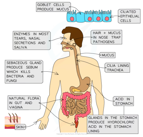 * Broken skin
  *  Provides direct access to the tissues and bloodstream
* The digestive system
  * When we consume contaminated food and drink
* The respiratory system
  * Every time we inhale
* Mucosal surfaces
  * The lining of body cavities e.g. inside of nose, mouth, genitals