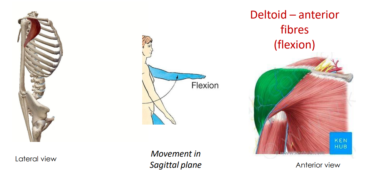 <p>- movement at shoulder joint</p><p>- movement in sagittal plane</p><p>ANIMATION ON SLIDE 18</p><ul><li><p>flexion</p></li></ul><p></p>