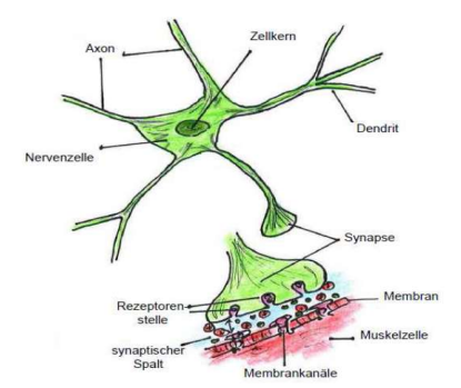 <p>Synapse gibt Impuls an Erfolgsorgan</p>