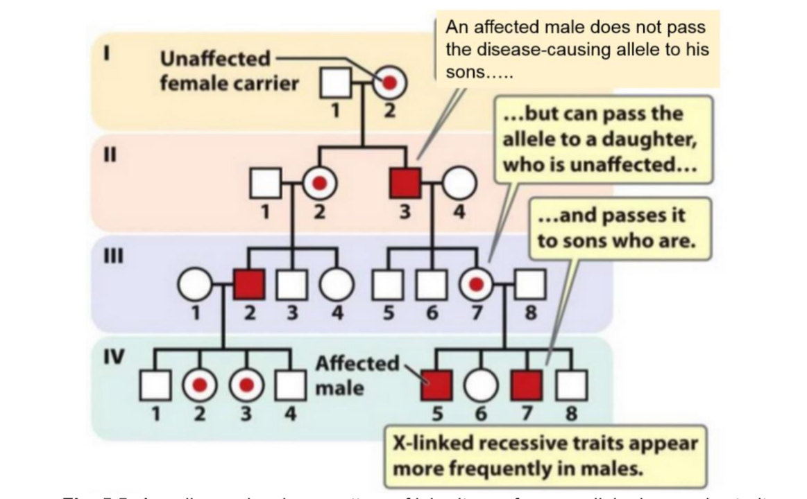 <p>This trait is determined by a sex-linked recessive allele because</p><p>o none of the sons of an affected male (and an unaffected female) is affected</p><p>o sons of an affected female are affected (not shown in Fig. 5.5)</p><p>o more males than females are affected</p>