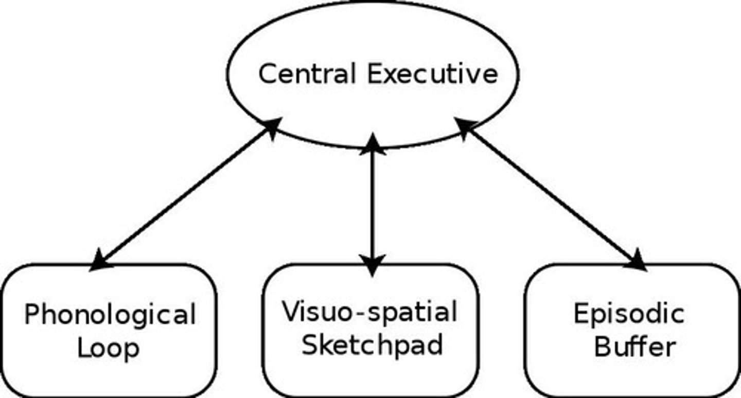 <p>Modern view on the structure of working memory, estimated to hold 4 +/- 1 pieces of info.</p>