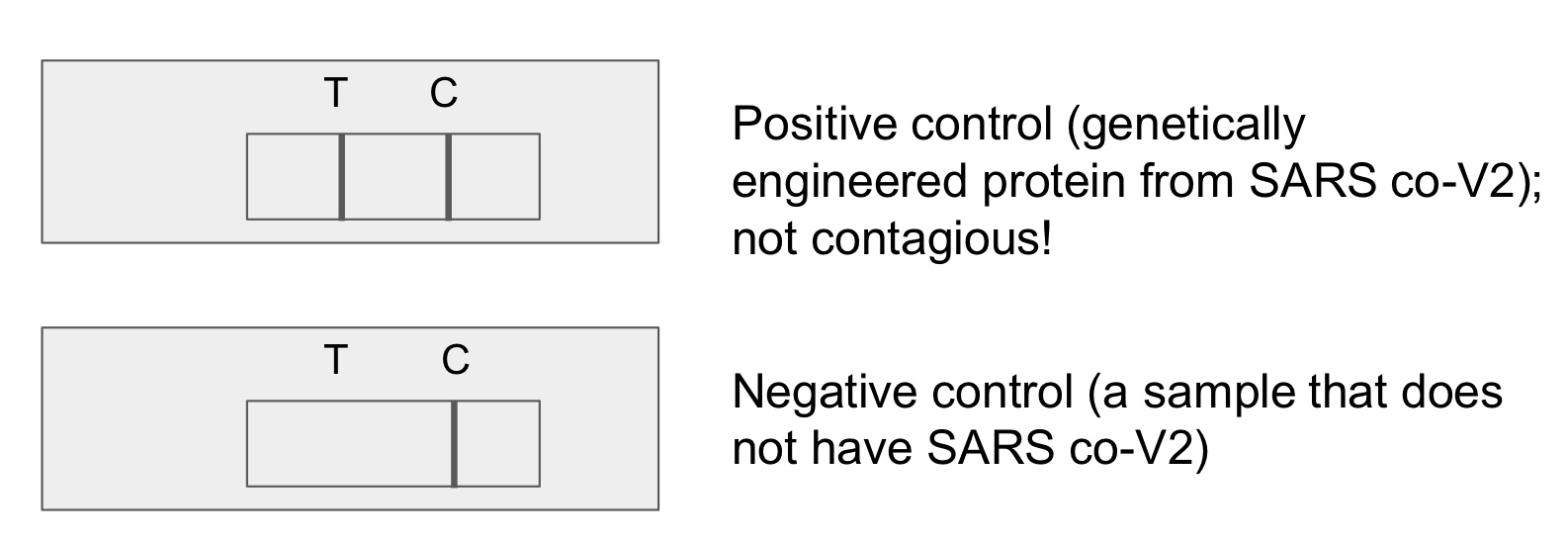 control line: appears (proves that the test is working no matter if the analyte molecule is present or not)

\
test line: does appear (proves that the test can detect the correct analyte molecule bc it is present in a positive ctrl)