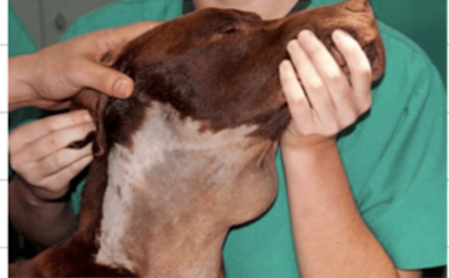 <p>what is wrong with this animal?</p>