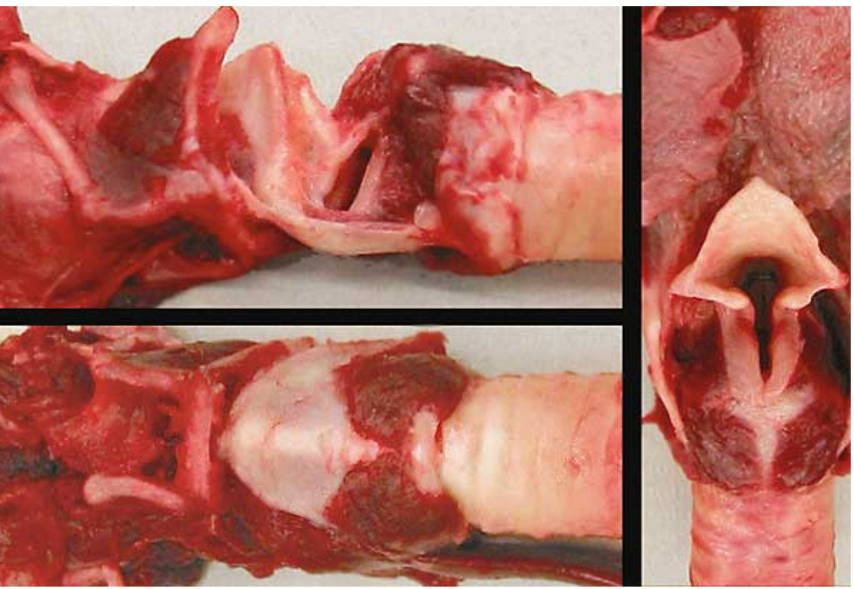 <ol start="3"><li><p>cricothyroideus muscle</p></li></ol><ol start="6"><li><p>cricoarytenoideus dorsalis</p></li></ol><p></p>