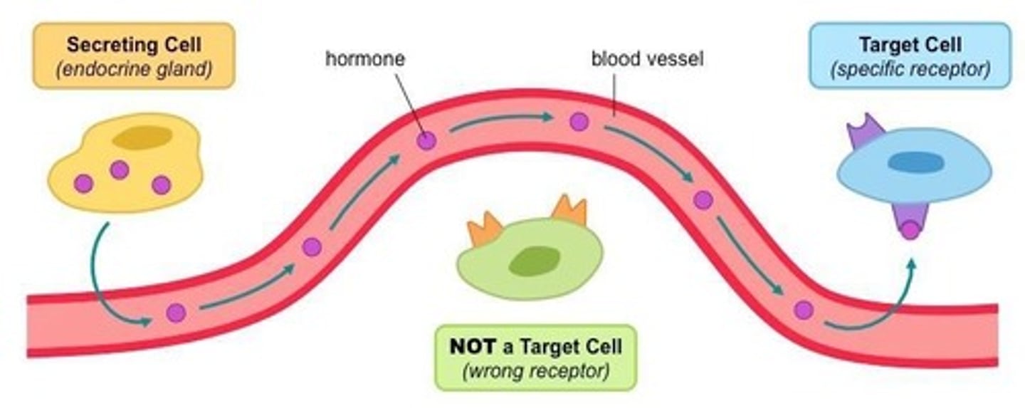 <p>Chemical messengers that act on target cells.</p>