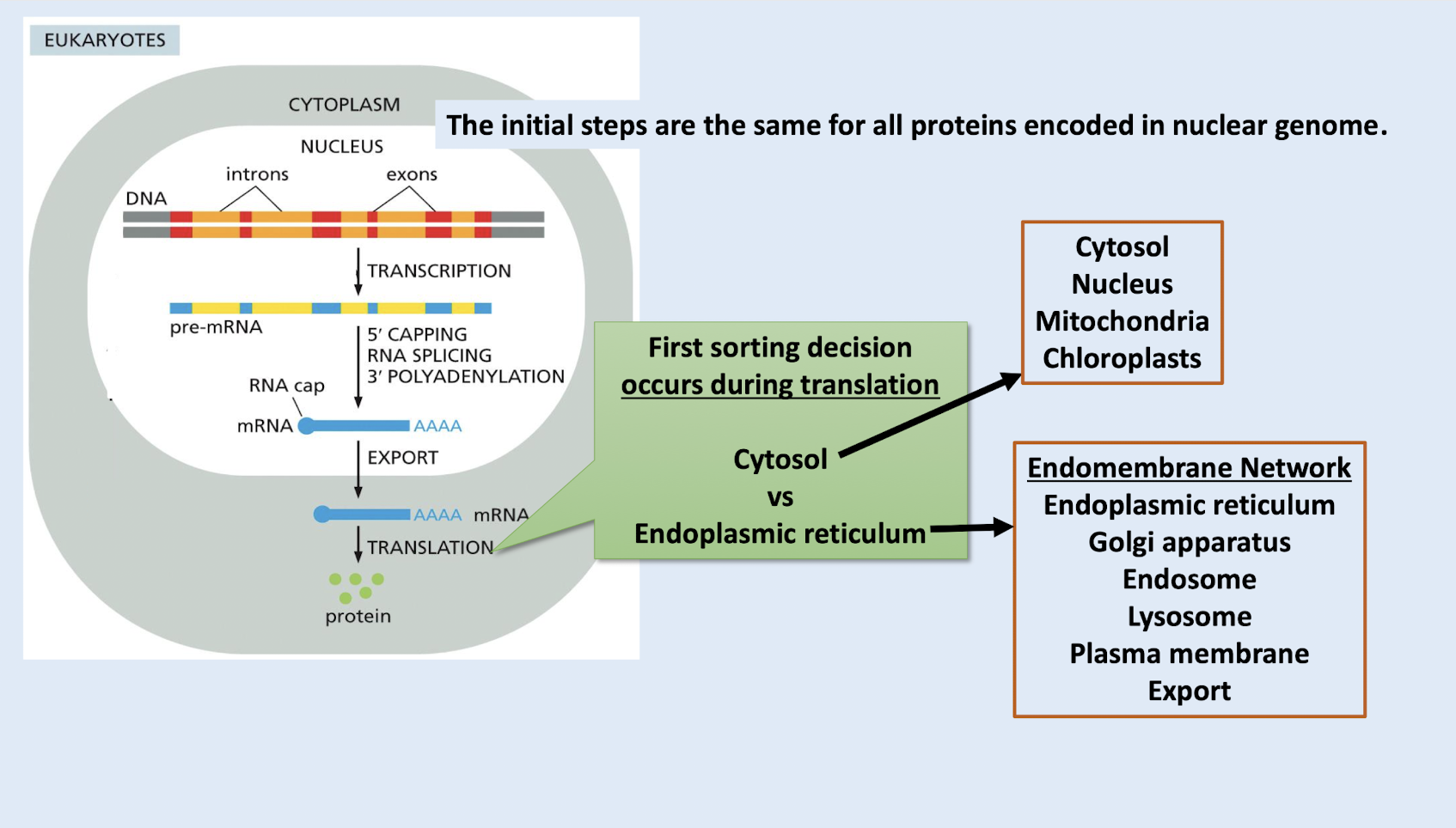 <p>cytosol, nucleus, mitochondria, chloroplasts</p>
