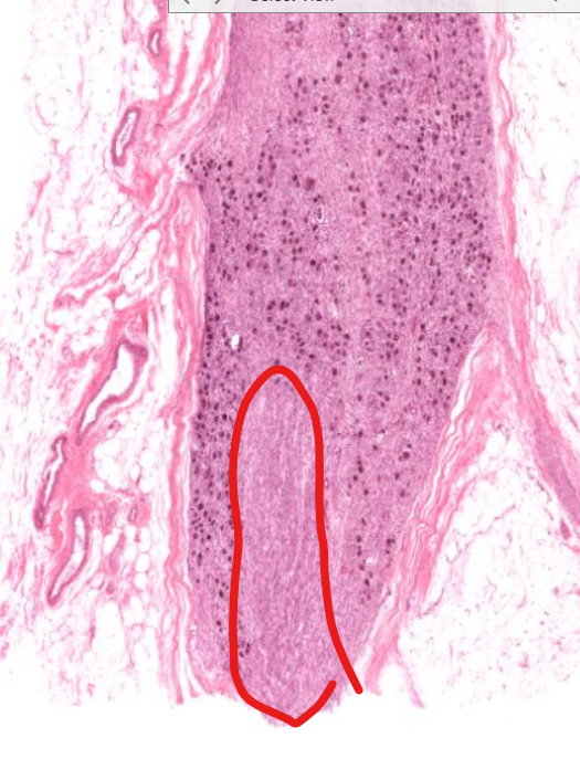 <p>(type of cell)</p><p>sympathetic ganglia</p>