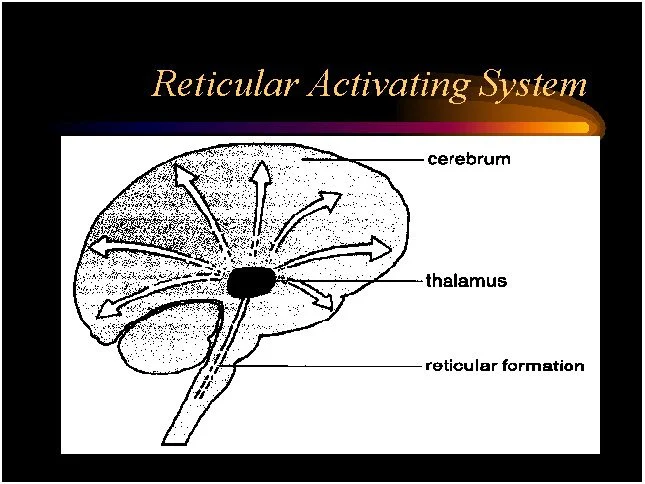 <p>network of nuclei in the brainstem</p><p>regulating arousal,</p><p>sleep-wake cycle,</p><p>filtering sensory information.</p><p>midbrain</p>