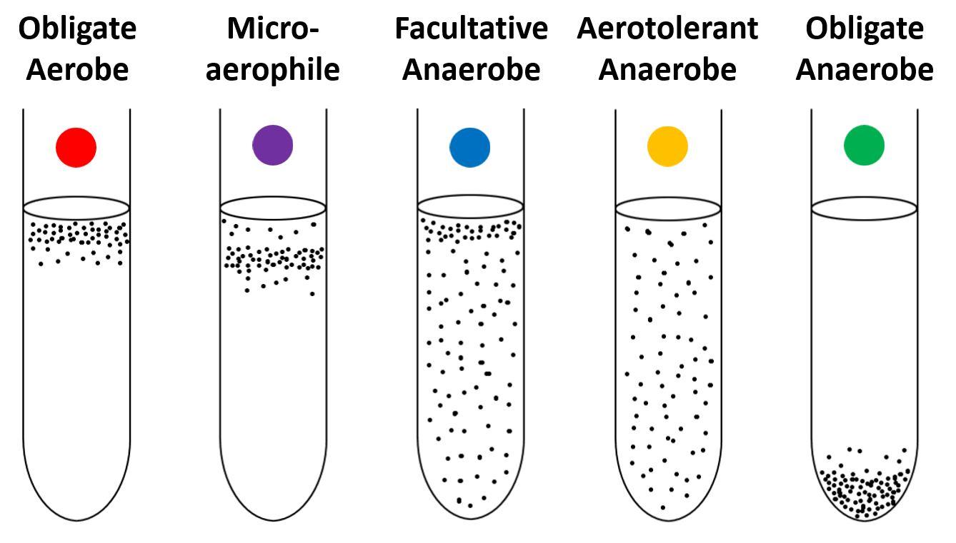 <p>facultative anaerobes </p>