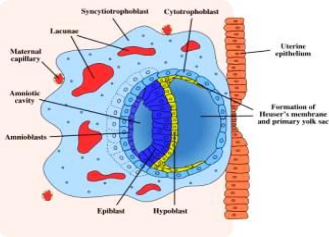 <p>Endometrial stromal cells enlarge around conceptus, increase in number, and accumulate glycogen and lipids</p>