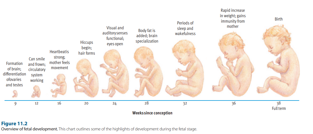 1) the germinal stage (the first 2 weeks)

2) the embryonic stage (2 weeks to 2 months)

3) the fetal stage (2 months to birth)