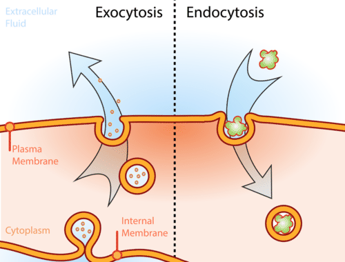 <p>Exocytosis:</p><p>Substance exits, a vesicle containing the molecules fuses with the cell membrane and it’s expelled</p><p></p><p>Endocytosis:</p><p>Substance enters the cell, membrane engulfs it and transports it in.</p><ul><li><p>Pinocytosis: Entry of extracellular fluids.</p></li><li><p>Phagocytosis: Entry of large particles e.g. cell debris/bacteria.</p></li></ul><p></p>